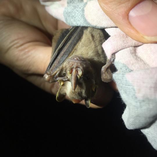 Hand holding a leaf-nosed bat