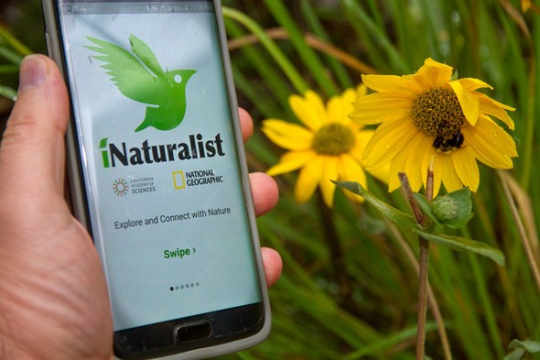 a hand holds a smart phone with the iNaturalist app open next to a sunflower in a field with a bee pollinating