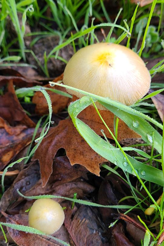 white and yellow mushroom cap with grass and leaves