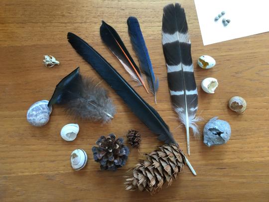 Feathers, berries, eggs, shells, cones, rodent skull, and wasp nest on a table
