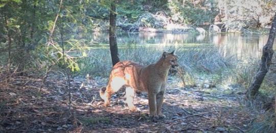 Trail camera image of a mountain lion at Galbreath Preserve