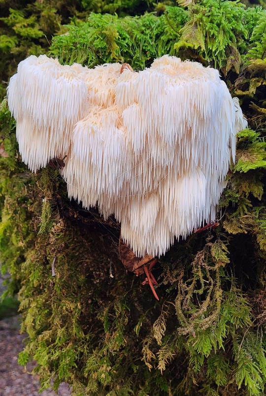 Lions Mane Coast Live Oak