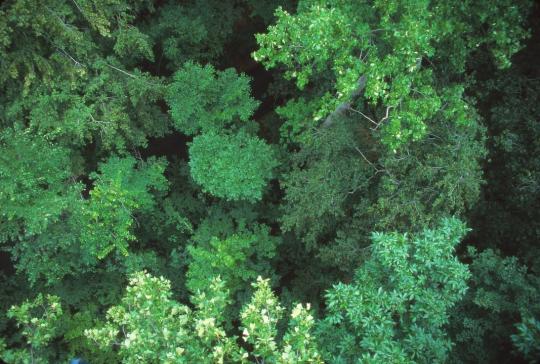 Lidar imagery of forest canopy from above