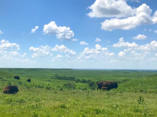 bison graze under a blue cloudy sky