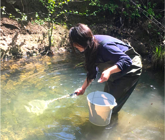 a woman stands a creek scooping a net into the water