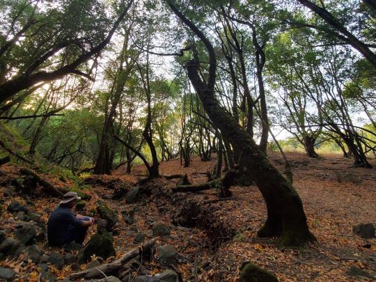 A person sits on rocks in a dry creek bed under trees