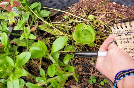 A hand writes in a notebook next to plants in a pot