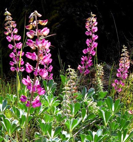 Lupin Flower