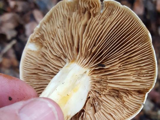 the gills of a matsutake mushroom