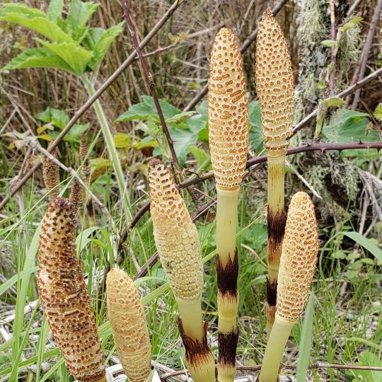 Plants