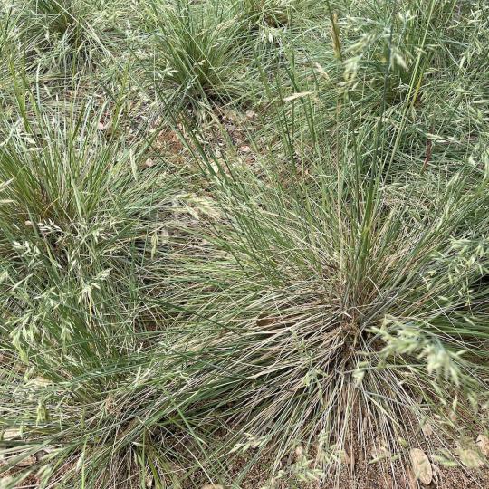 Native grasses in California