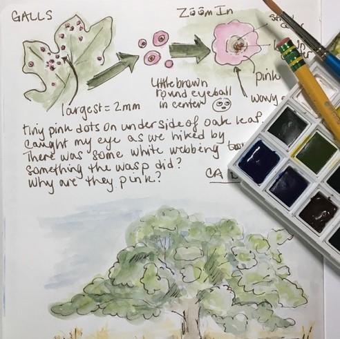 nature journal page about oak tree