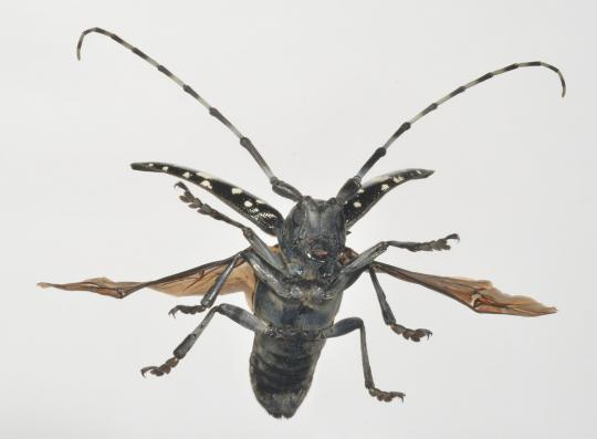 Asian Longhorned Beetle