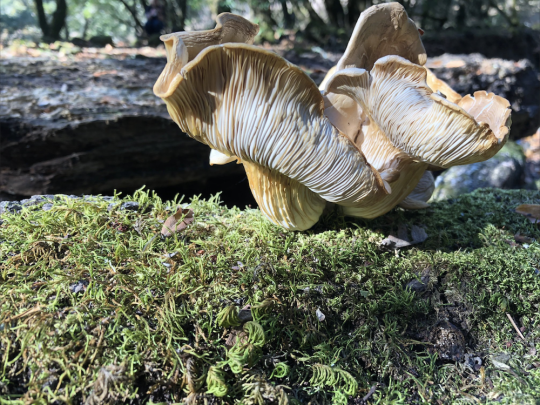mushrooms on a mossy log