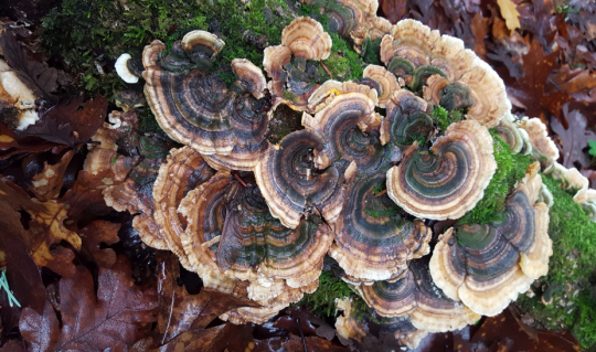 Turkey tail mushrooms on a moss-covered log