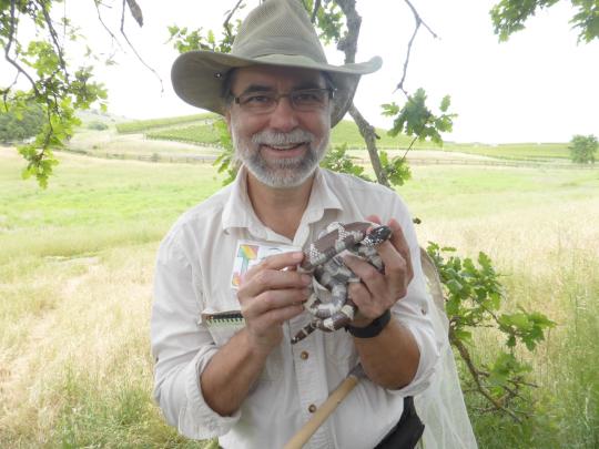 A smiling man holds a California kingsnake under a white oak tree