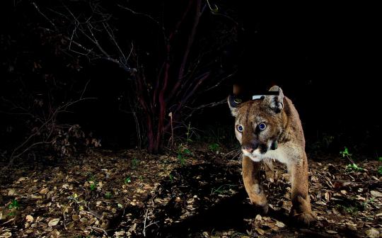 mountain lion with collar facing camera walking at night