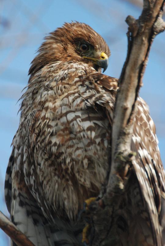 Hawk on a snag