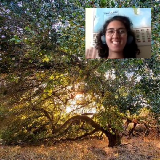 a Zoom window of a smiling naturalist pasted over a photo of an oak