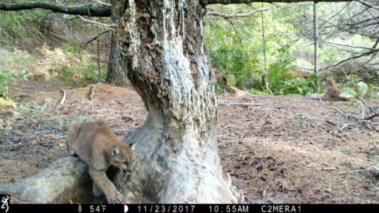 camera view of a mountain lion stepping over a worn tree root