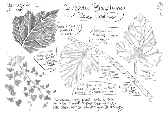 botanical drawing of Rubus ursinus