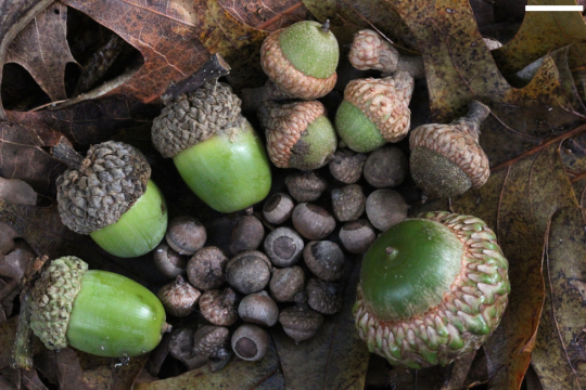 harvested acorns on the forest floor