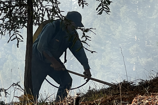 person clearing brush