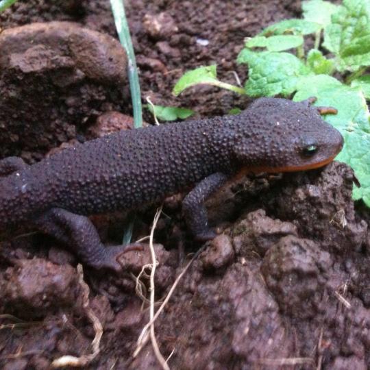 rough skinned newt