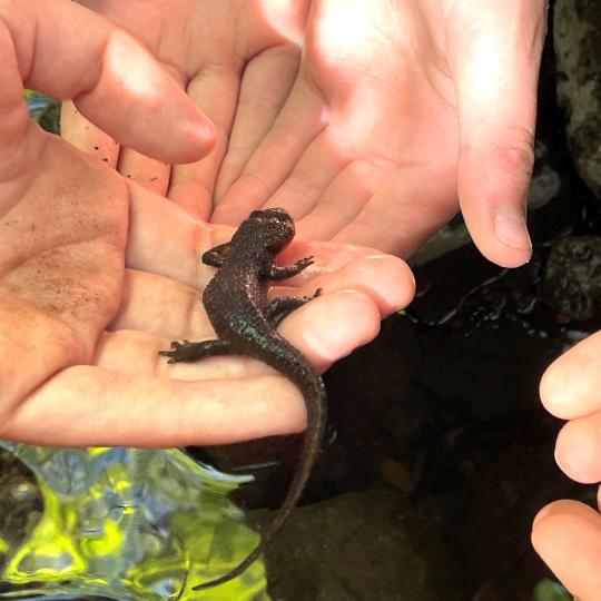 Children holding a newt with “nature-clean” hands
