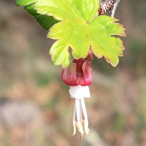 California Buckeyes at Osborn Preserve in the winter