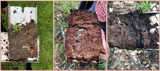 Soil Samples