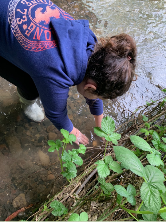 Student placing temperature sensor in creek
