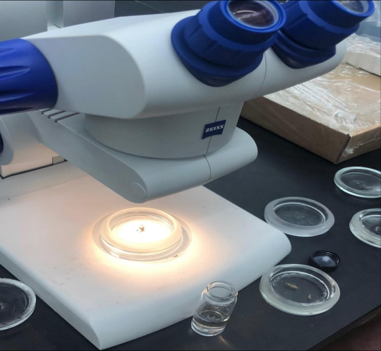 Microscope with insect samples