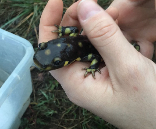 California Tiger Salamander