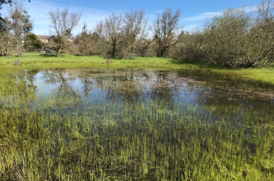 Frog Song Vernal Pool in Cotati