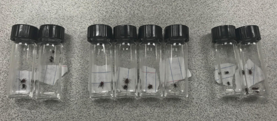 Ticks in gass vials