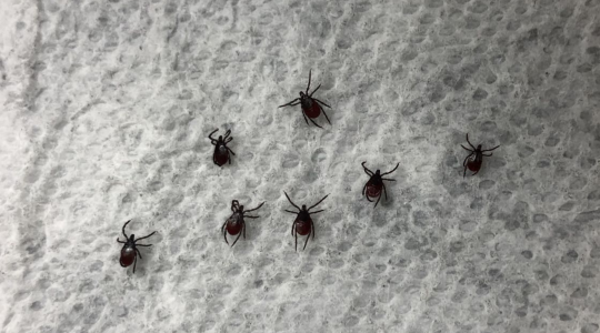 Ticks on a paper towel