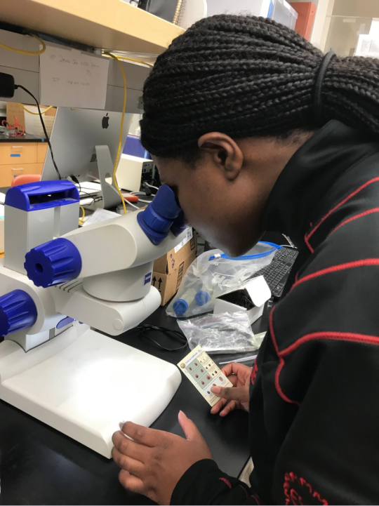 Students looking through microscope