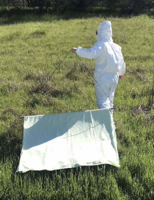 Student dragging canvas sheet over grass