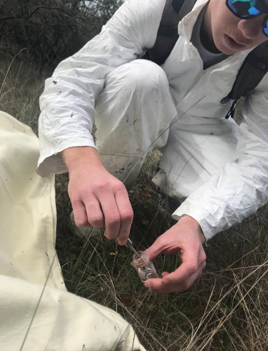 Student placing tick in a glass vial