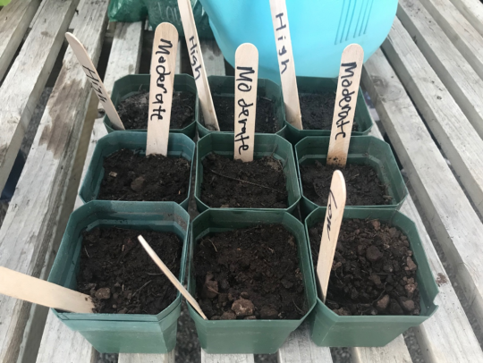 Small pots with soil and wooden labels
