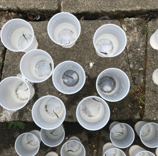 Juvenile steelhead trout in plastic cups