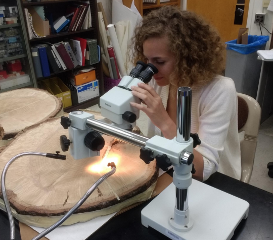 Student analyzing tree rings under a microscope