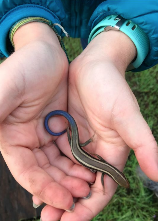 Student holding juvenile skink
