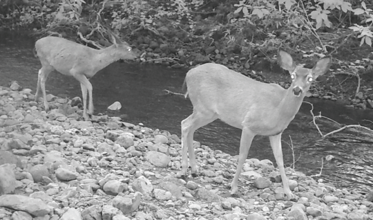 Wildlife camera photo of deer next to a creek