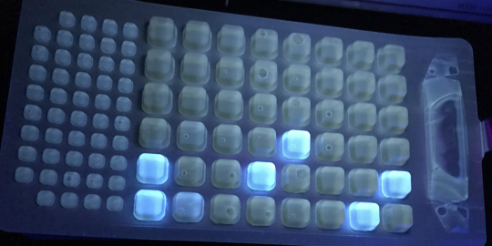 IDEXX- 2000 tray exposed to UV light showing positive results for E. coli.