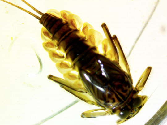 Close-up of aquatic insect