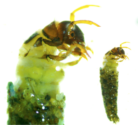 Caddisfly larva in case and close-up