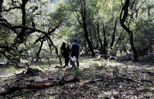 Students standing in a shaded forest