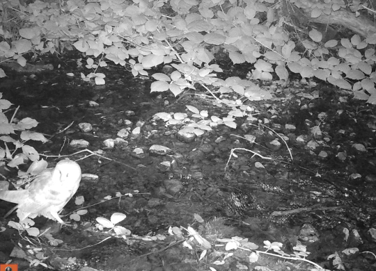 Wildlife camera photo of a barn owl in creek